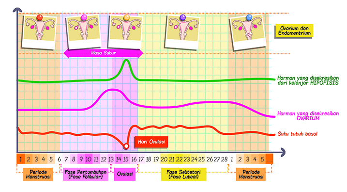 Menstrual cycle and fluctuations in endometrium and hormonal secretions
