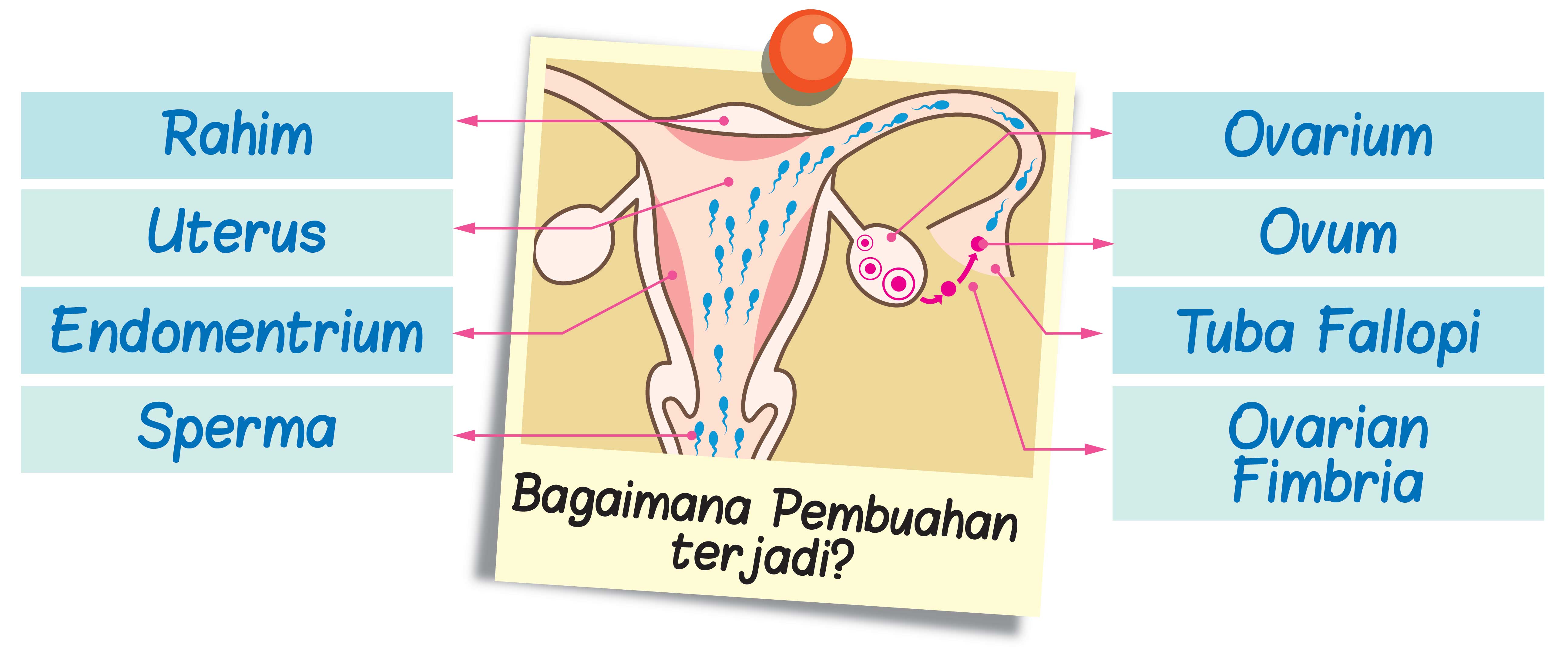 Proses fertilisasi terjadi di bagian