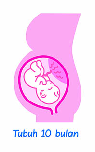 Perubahan fisik perempuan selama kehamilan_6